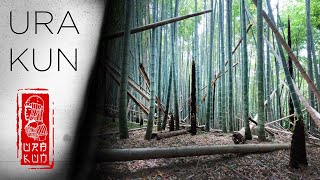 Бамбуковый лес. Японская деревня. Заброшенные дома.