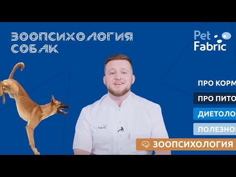 Зоопсихология собак