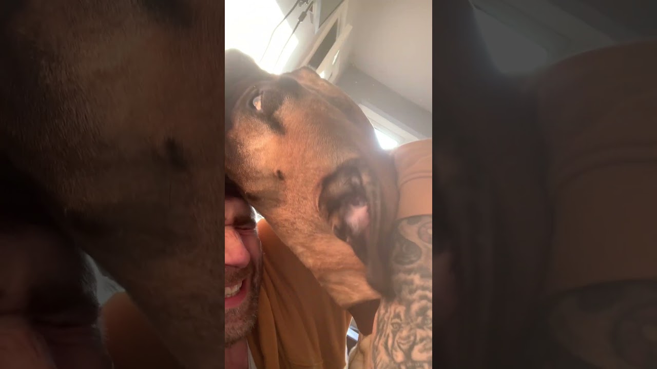 Bullmastiff wants my cap. Spoiler alert I don’t have a Von Dutch hat anymore 🥲🤣🤣🤣