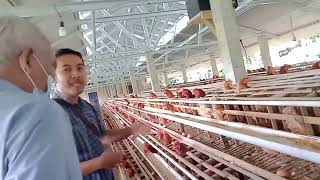 Cara ternak ayam petelur untuk pemula skala rumahan agar cepat untung dengan modal 300 ekor ayam. 