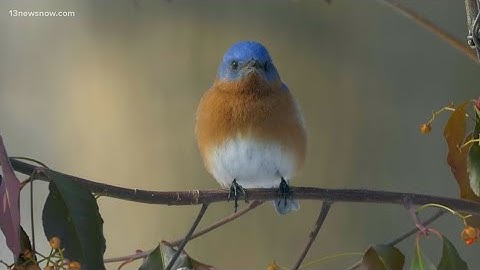 Gen Z turns to birdwatching as a mental health hack