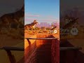 Meep Meep! Coyote vs Roadrunner: The Desert Showdown! 2512040228 🚀🌵😂 #Coyote#Roadrunner#funnyanimals