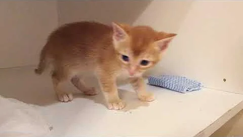 Video 6511741: bengal abyssinian, red bengal