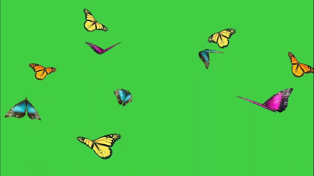 Butterfly flying on green screen video effect Butterfly fly green