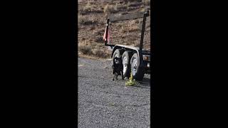 Squirrel teases Kora by giving her the runaround - Funny, cute.