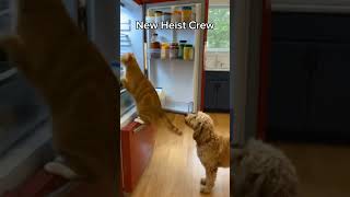My Cat Opens Fridge, Dog Waits for Reward 🐶🐱