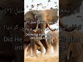 Surah Feel | سورہ الفیل #tilawat #viral #surah #youtube #islamicvideo #subscribe