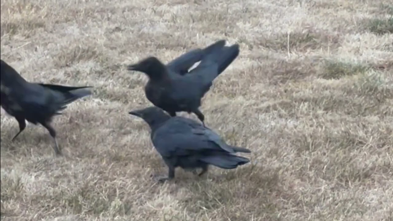 Crow Content 22