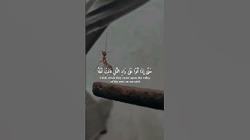 قالت نملة ياأيها النمل ادخلوا مساكنكم لا يحطمنكم سليمان وجنوده ﴾ ياسرالدوسري تلاوات يبحث عنها الجميع