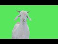 Green screen goat