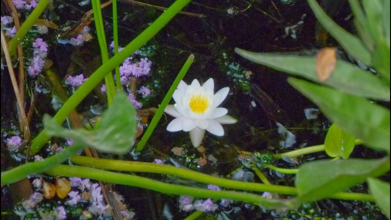 Lisa Scheps Live Stream