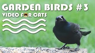 Birds Video For Cats To Watch - Garden Birds #3. Common Grackle, Winged Blackbird, Sparrows, Doves.
