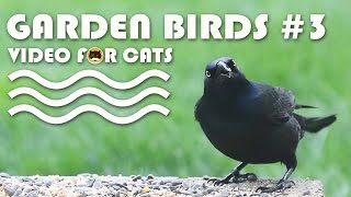 BIRDS VIDEO FOR CATS TO WATCH - Garden Birds #3. Common Grackle, Winged Blackbird, Sparrows, Doves.