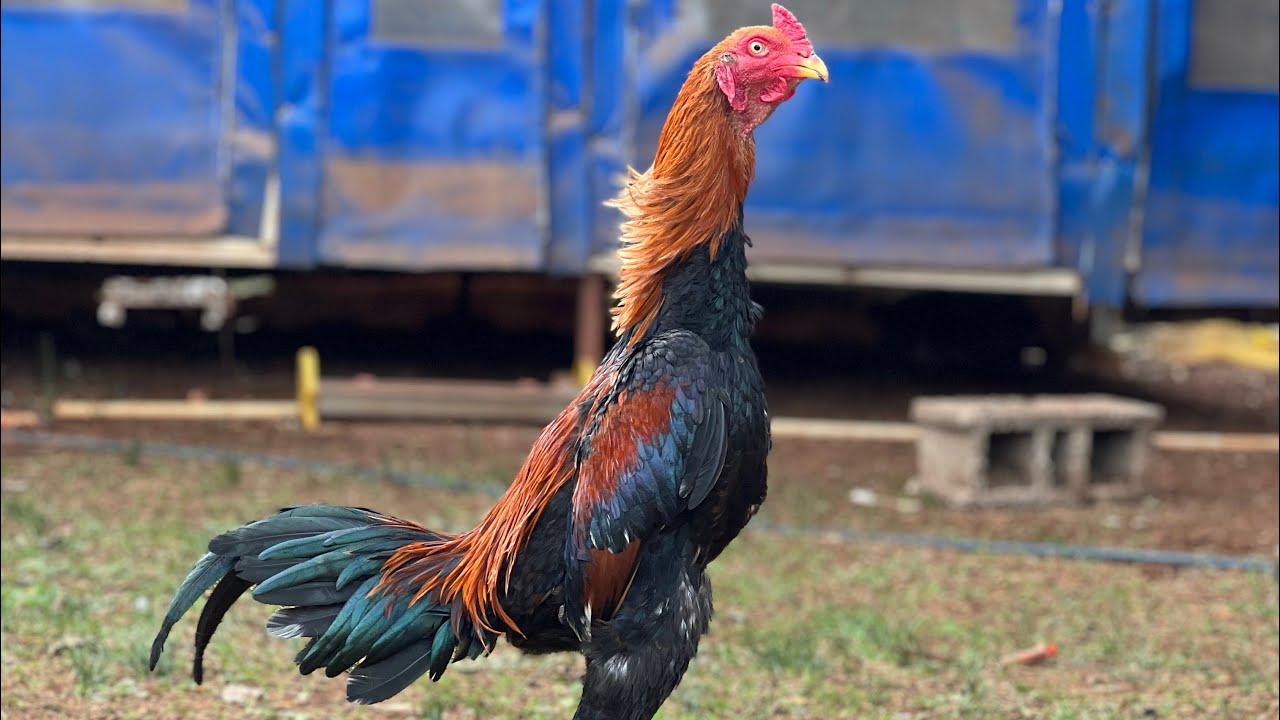 Pehlivan hint horozları tanıtım not:BUNLAR Bİ BAŞKA GÜZEL