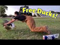 How to Catch Ducks at the Park (legally)