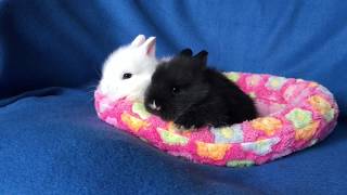 Co Poradzimy, Że Jesteśmy Spokojne...- Miot C Teddy 4 Tyg - Hodowla Teddy Od Elizy