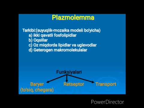 Video: DNK va RNKning monomer birligi nima?