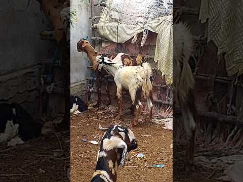 تيس يقف بين القطيع ويراقب الأجواء بهدوء Funny Goat Animals Shorts