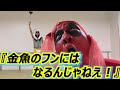 『金魚のフンにはなるんじゃねえ!』‐GOLDFISH FUNNYS 【THE UNCHI優勝曲】