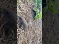 阿蘇山で可愛い子ネズミに遭遇した