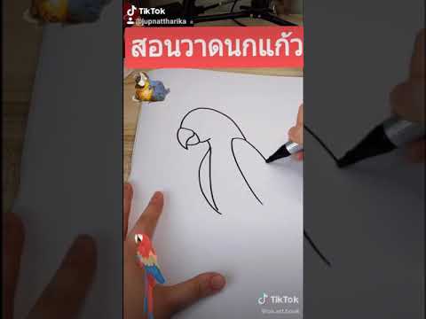 วีดีโอ: วิธีการเรียนรู้การวาดนกแก้ว