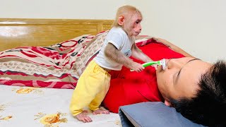 Monkey Bibi takes care of beautify to dad