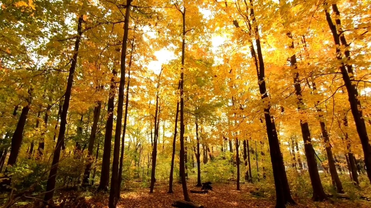 Rilassati nel bosco ASMR - cinguettio uccelli, suoni rilassanti