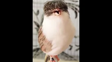 من أجمل أنواع الكناري L Un Des Plus Beaux Types De Canaris Один из самых красивых видов канареек 