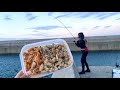 これでも食らえ！大量のアサリに群がる美味しい魚たち