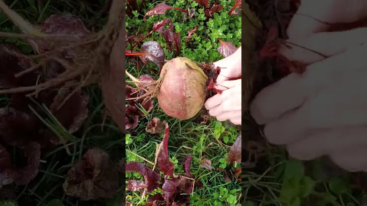 Harvesting  Huge Beet