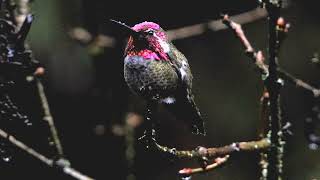 Anna's Hummingbird at my backyard by Sharmin Ritterson 146 views 4 months ago 47 seconds