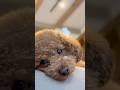 ねむねむトイプードル #toypoodle #愛犬 #かわいい犬