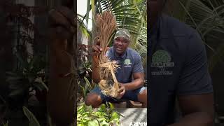 THE MOST DANGEROUS MYSTERY OF THE PALM HAIR YOU MUST KNOW BEFORE USING IT. #palmtree