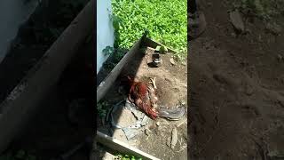 Download Lagu anfaat mandi pasir/kipu buat ayam nafas pnjng, otot kaki\u0026smua otot kuat dn agresif MP3