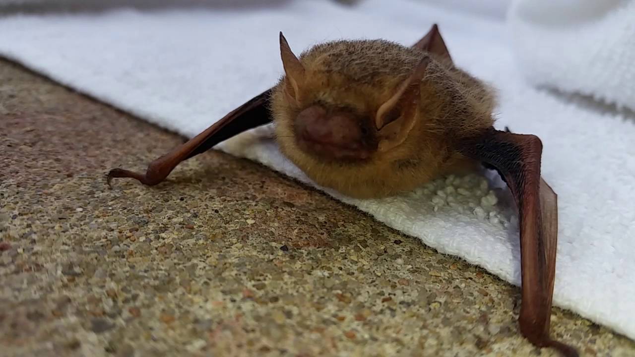 Brown Bat YouTube