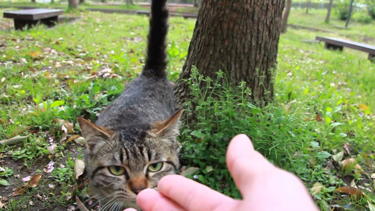 にゃーにゃー鳴く猫 メス猫がオス猫を誘っているようです Youtube