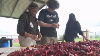 Abbeville High students hold crawfish boil using mudbugs harvested from school's pond
