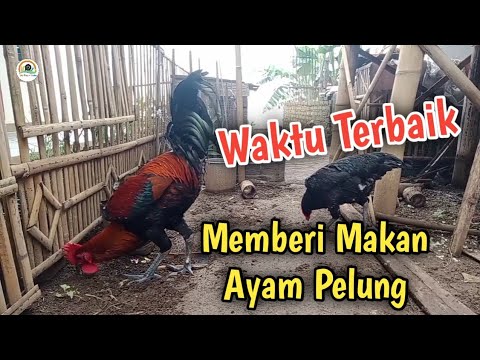 Cara Memberi Makan Ayam Pelung yang Benar 