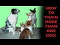 How to teach dogs to wait for their turn - Dog Training How to teach dogs to wait for their turn - Dog Training