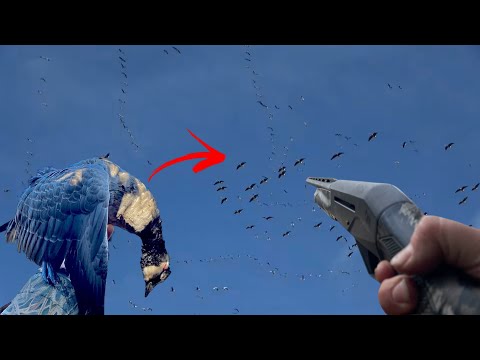 MEGA Migrator Flocks and The Worlds SMALLEST GOOSE!