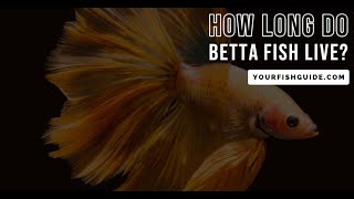 Famous How Long Do Betta Fish Live? ~ Educational ~ Things To Know: Life-span Of Male & Female Betta Net Worth
