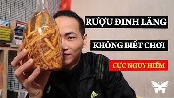 Rượu Đinh Lăng - Cực nguy hiểm nếu dùng không đúng cách, phản tác dụng ngay lập tức