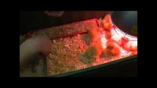 White Pekin Ducks