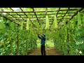 Making a Gourd Trellis: How Newly Freed Prisoners Create a Gourd Trellis