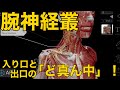 【腕神経叢】入り口と出口の「ど真ん中」!