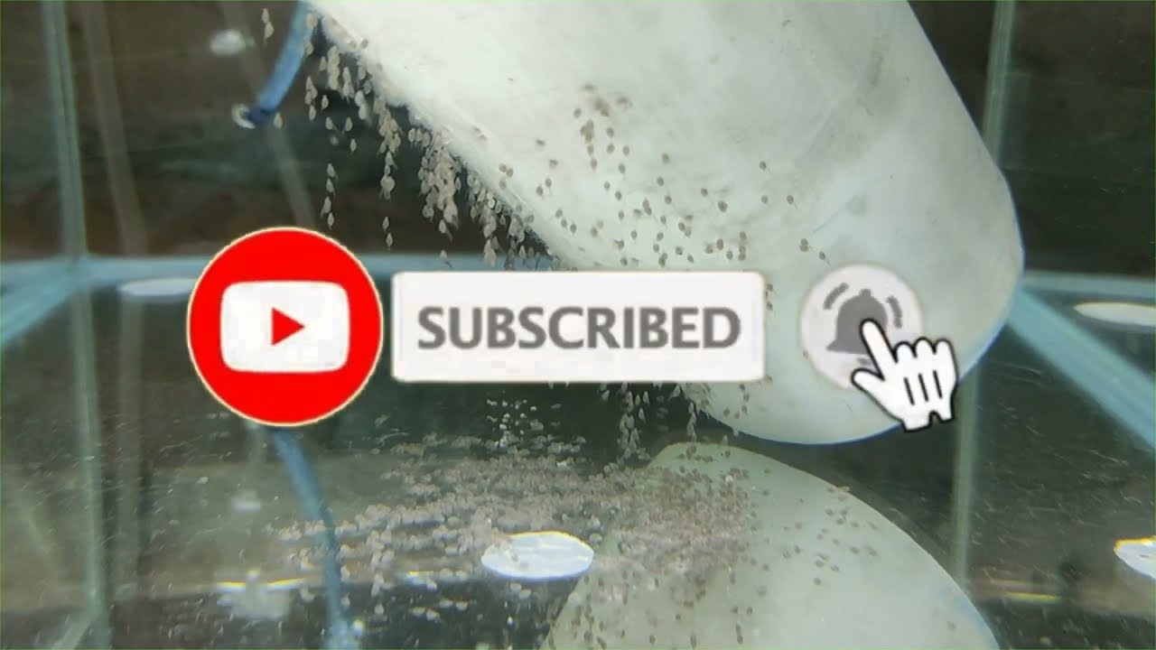 TELUR IKAN MANFISH MENETAS 95 PERSEN || Larva ikan manfish usia 4 hari