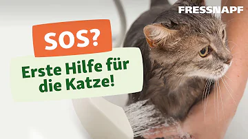 Wie hoch darf der Altersunterschied bei Katzen sein?