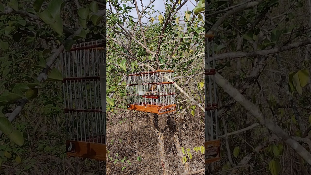 como ensinar meu azulão a pegar livre parte 4°