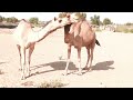 Two camles love  camel of thar vlog