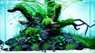ADA アマノ　NATUREAQUARIUM Nature Aquarium Festival 2021 - ADA Workshop Aquascape 4K